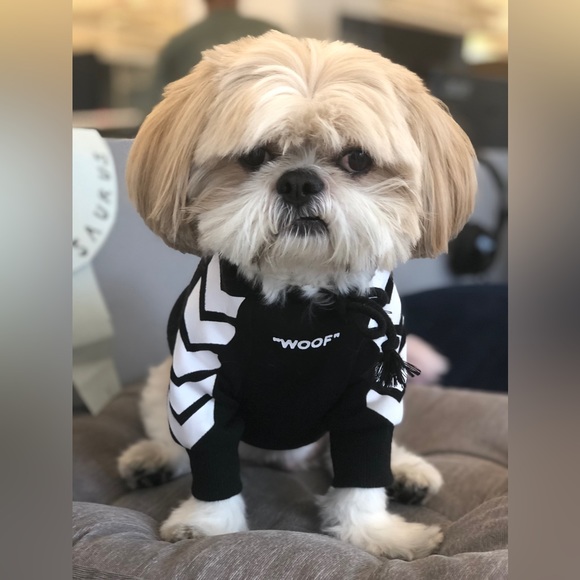 Going live! With special pup guests Mister Man and Floof Boi - Picture 6 of 9